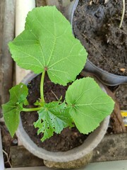 Young okra (Abelmoschus esculentus) plant. The large, green, heart-shaped leaves with prominent veins are characteristic of okra. This plant is commonly grown in Malaysia and called 