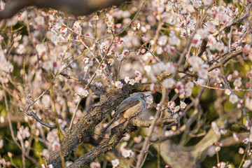 A brown-eared bulbul is perched on a tree branch among delicate plum blossoms of soft white and pink hues illuminated by a late afternoon's soft sunlight.