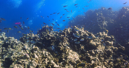 Underwater photograpby of a beautiful coral reef landscape and scenery. From a scuba dive in the deep south of Egypt near the Sudan border. 