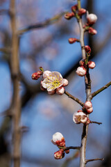 Delicate plum blossoms bloom on branch against clear blue sky, showcasing soft white and pink shades. The buds and blossoms are intricately detailed, highlighting the beauty of nature in springtime.