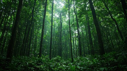 Obraz premium Lush Green Forest Canopy with Sunlight Filtering Through Trees in a Tranquil Natural Environment Surrounded by Dense Foliage and Wilderness