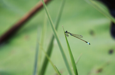 Closeup of a dragonfly resting on the vibrant green grass