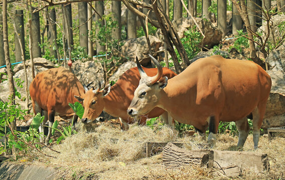 Herd of Female Banteng or Tembadau which have the Redish-brown Coat, Found in Southeast Asia