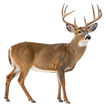Fototapeta White-Tailed Deer Buck with Antlers Standing isolated on transparent background   