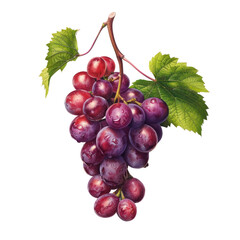 Fototapeta premium Grapes transparent background