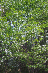 ウワミズザクラ（christmas tree decoration）／春に白い花が咲く落葉高木樹／バラ科