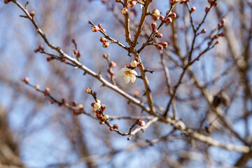 Close-up photo of white plum blossoms in bloom in early spring
