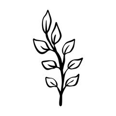 botanical green leaf hand drawn illustration