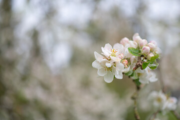 Apfelblüten