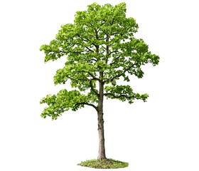 A young oak tree with a slender trunk and fresh, bright green leaves, standing tall against a transparent background