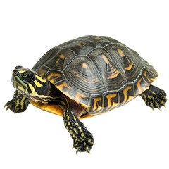 Fototapeta premium turtle, isolated on white background 