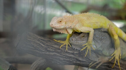 A captivating close-up features two iguanas, one with a unique yellowish hue perched atop a gray one.
