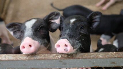 A charming close-up captures two adorable piglets peering over a metal fence.