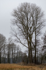 Majestic Bare Tree in a Tranquil Winter Landscape &ndash; Serene Nature Scene