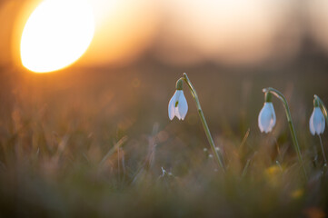florales Frühlingserwachen