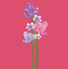 A digital illustration of crocuses in purple, pink, blue, and white, with their slender green stems, gracefully blooming against a vivid, eye - catching solid pink background.