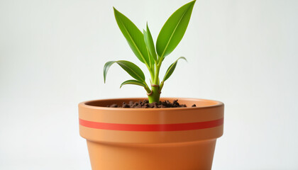 Fototapeta premium Green bamboo shoot growing in red-striped clay pot, nature's resilience