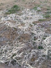 冬の日陰の朝の枯草の残る畑風景