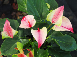 Pink and white Anthurium andreanum flower with a red spadix,