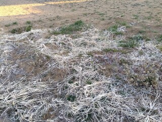冬の日陰の朝の枯草の残る畑風景