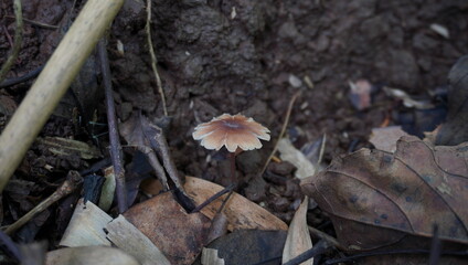 small mushroom in the middle of the forest