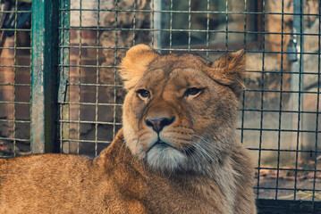 lion in the zoo