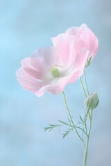 Delicate Pink Poppy Flowers, A Serene and Pastel-Colored Botanical Composition Capturing the Graceful Beauty of Blooming Poppies Against a Soft Blue Background