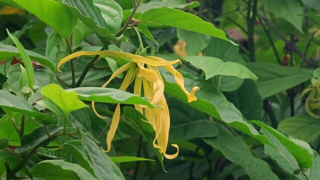 A yellow ylang ylang flower in nature background.
