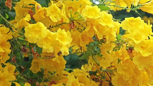 Yellow bell or Yellow elder or Trumpet vine.