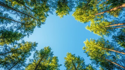Obraz premium Looking up at the sky through the trees in the forest. Nature background with blue sky and green trees.
