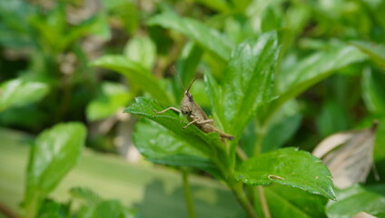 grasshopper on a green leaf