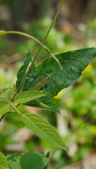 grasshopper on a green leaf