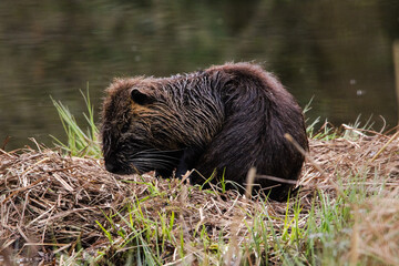 un ragondin dans une zone humide 