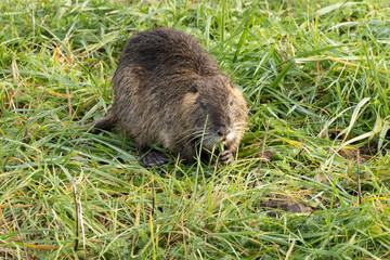 un ragondin qui mange sur la berge d'un canal