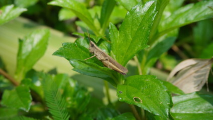 grasshopper on a green leaf