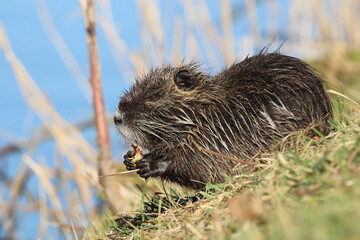 ragondin , grand rongeur semi-aquatique qui mange sur une berge .