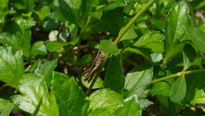 grasshoppers on grass stalks
