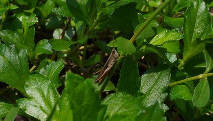 grasshoppers on grass stalks
