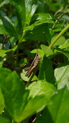 grasshoppers on grass stalks