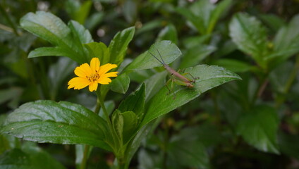 wedelia flowers and grasshoppers