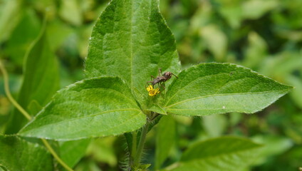 ants on flowers and green leaves