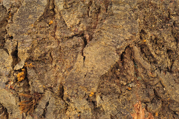 Natural rough tree trunk bark surface textured background detail