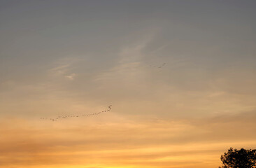 Birds flying in the sky.