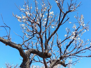 早春の咲き始めた白梅と青空