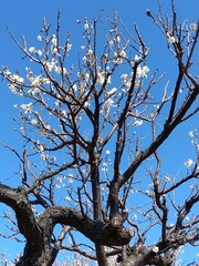 早春の咲き始めた白梅と青空