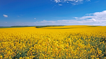 Obraz premium A bright yellow rapeseed field stretching into the horizon with a blue sky