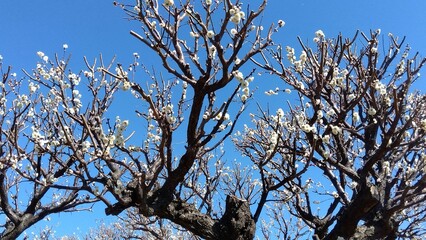 早春の咲き始めた白梅と青空