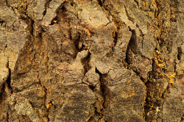 Natural rough tree trunk bark surface textured background detail