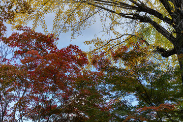 A quiet autumn temple in Japan