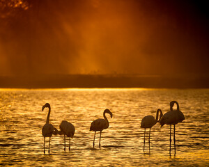 Flamingos on the lake